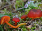 Hygrocybe miniata