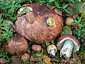 Russula pubescens