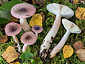 Russula gracillima