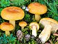 Lactarius porninsis