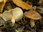 Lactarius subdulcis