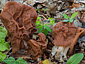 Gyromitra fastigiata