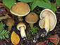 Tricholoma saponaceum