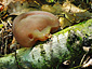 Auricularia auricula-judae