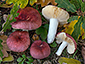 Russula parodorata