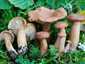 Lactarius lacunarum