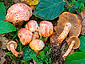 Cortinarius bolaris