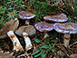 Cortinarius cumatilis