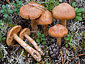 Cortinarius lustrabilis