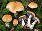 Cortinarius varius