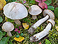 Leccinum holopus