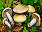 Cortinarius mucifluoides