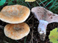 Lactarius sanguifluus