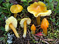 Hygrocybe acutoconica var. konradii