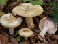 Lactarius flavidus