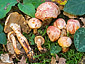 Cortinarius bolaris