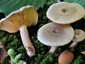 Lactarius pyrogalus
