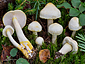 Hygrophorus chrysodon