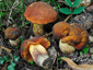 Boletus queletii var. lateritius