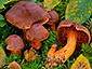 Cortinarius cinnabarinus