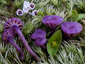 Chromosera viola