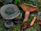 Lactarius fennoscandicus