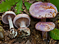 Cortinarius sodagnitus