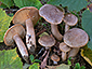 Lactarius pyrogalus