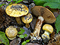 Cortinarius majusculus