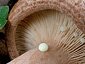 Lactarius quietus