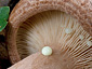 Lactarius quietus