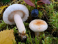 Lactarius scoticus