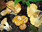 Cantharellus cibarius