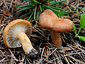 Clitocybe sinopica