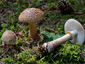 Amanita rubescens