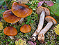 Cortinarius septentrionalis