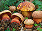 Boletus luteocupreus