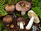 Russula firmula