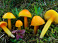 Hygrocybe chlorophana