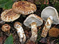 Tricholoma matsutake