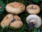 Lactarius intermedius