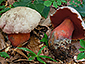 Boletus rubrosanguineus