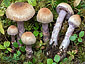 Cortinarius venustus