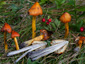 Hygrocybe conica var. conica