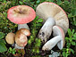 Russula exalbicans