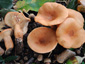 Lactarius decipiens