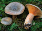 Lactarius fennoscandicus