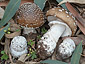 Amanita pantherina