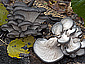 Pleurotus ostreatus