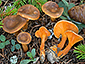 Hygrophoropsis rufa